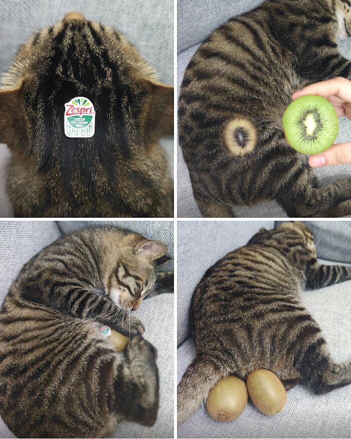 This Page Shares Everything Cats, And Here Are 65 Of Their Hilarious Photos And Memes