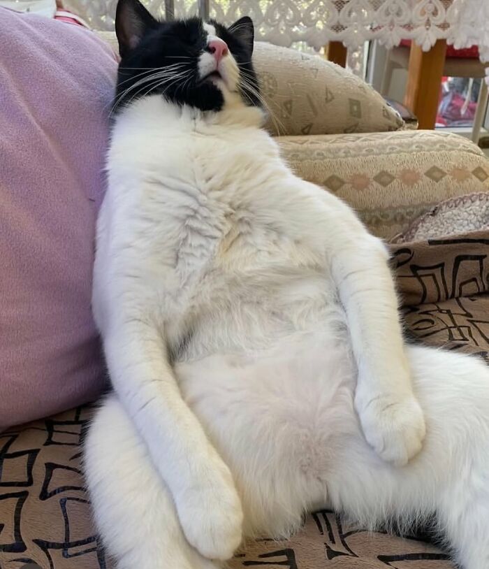 This Page Shares Everything Cats, And Here Are 65 Of Their Hilarious Photos And Memes