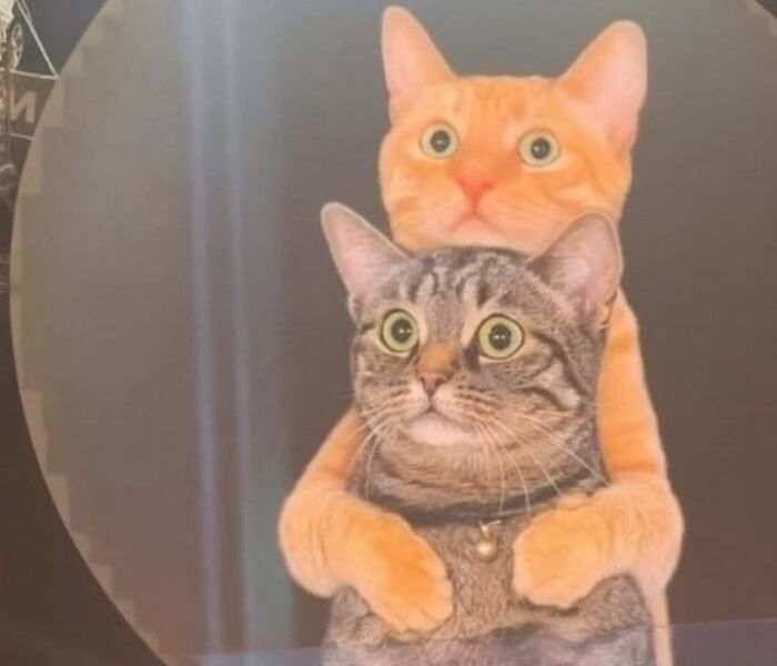 This Page Shares Everything Cats, And Here Are 65 Of Their Hilarious Photos And Memes