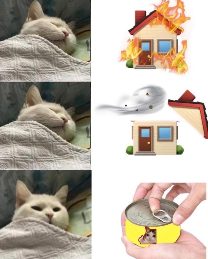 This Page Shares Everything Cats, And Here Are 65 Of Their Hilarious Photos And Memes