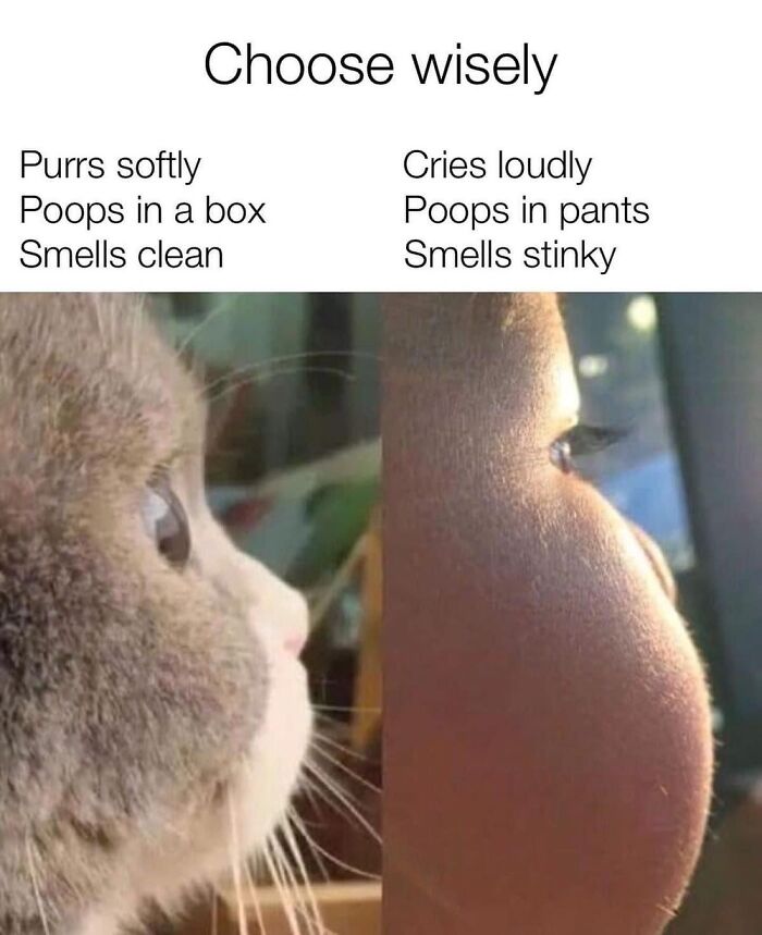 This Page Shares Everything Cats, And Here Are 65 Of Their Hilarious Photos And Memes