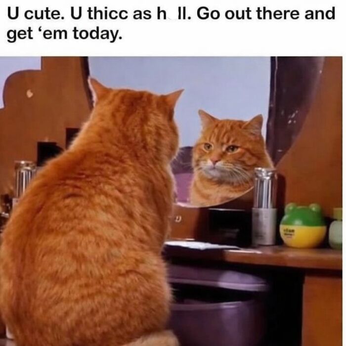 This Page Shares Everything Cats, And Here Are 65 Of Their Hilarious Photos And Memes