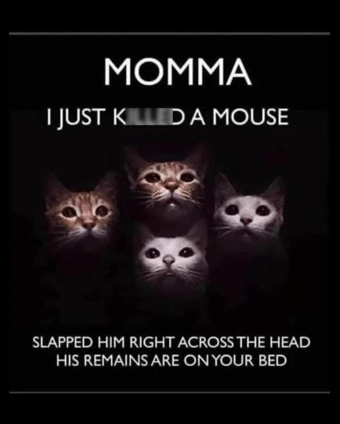 This Page Shares Everything Cats, And Here Are 65 Of Their Hilarious Photos And Memes