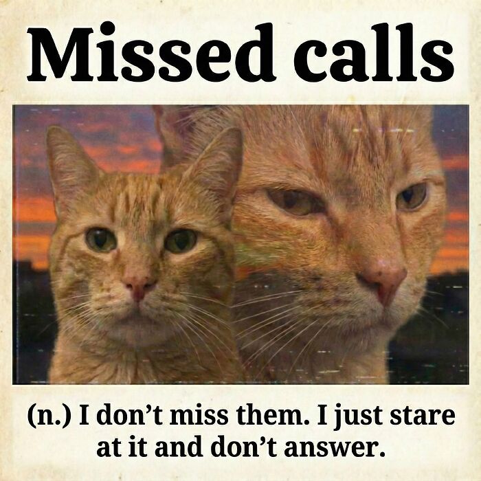 This Page Shares Everything Cats, And Here Are 65 Of Their Hilarious Photos And Memes