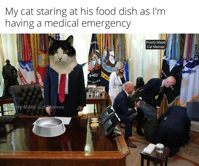 This Page Shares Everything Cats, And Here Are 65 Of Their Hilarious Photos And Memes