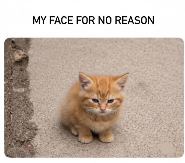 This Page Shares Everything Cats, And Here Are 65 Of Their Hilarious Photos And Memes