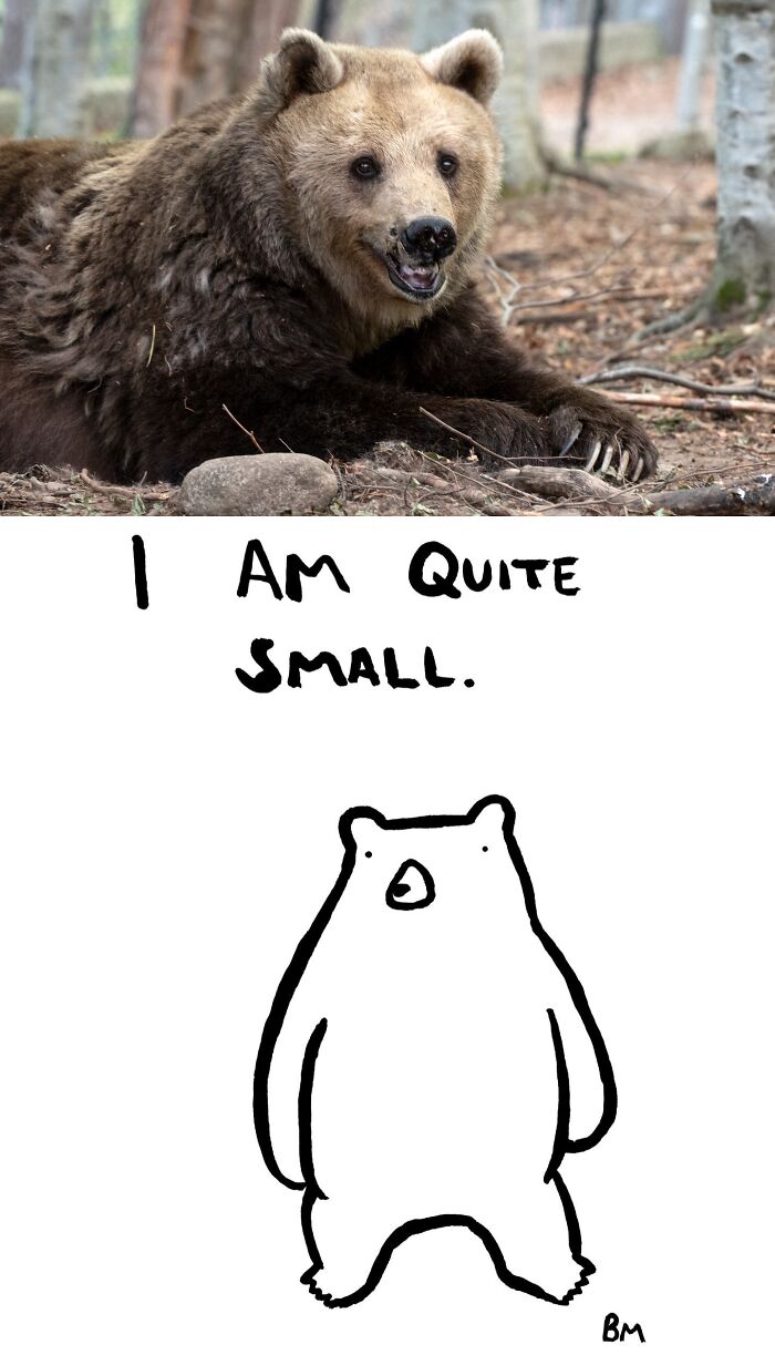 This Collaborative Project Turns Bear Hibernation Into The Sweetest Competition You Might See Today (14 Pics)