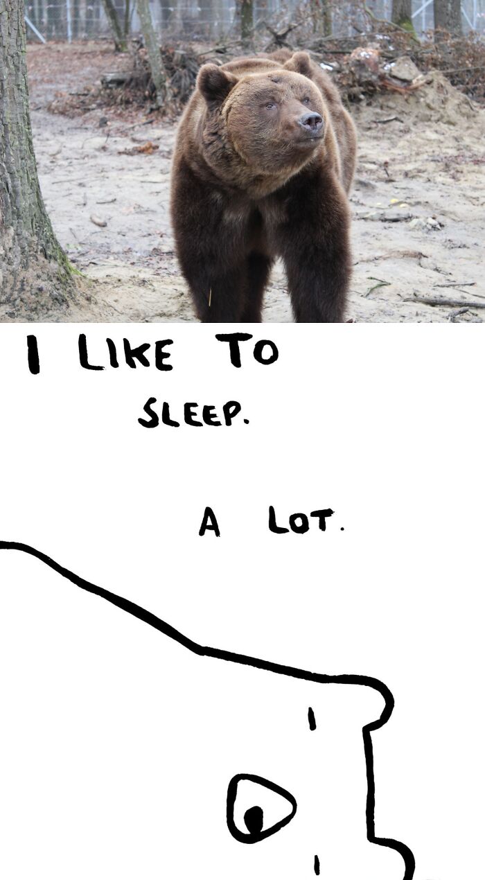 This Collaborative Project Turns Bear Hibernation Into The Sweetest Competition You Might See Today (14 Pics)