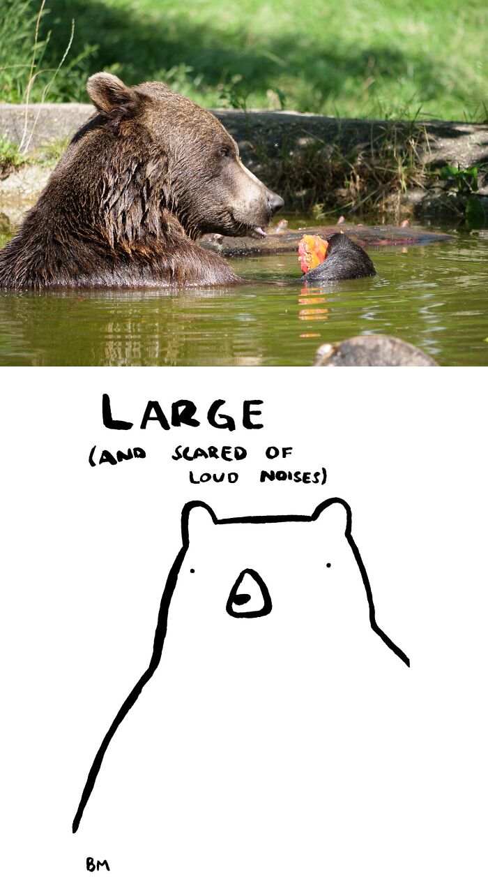 This Collaborative Project Turns Bear Hibernation Into The Sweetest Competition You Might See Today (14 Pics)