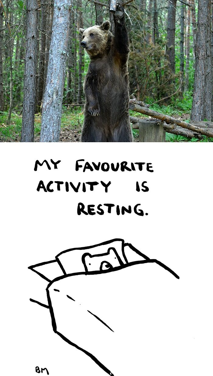 This Collaborative Project Turns Bear Hibernation Into The Sweetest Competition You Might See Today (14 Pics)