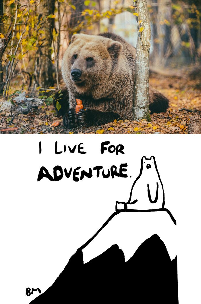 This Collaborative Project Turns Bear Hibernation Into The Sweetest Competition You Might See Today (14 Pics)