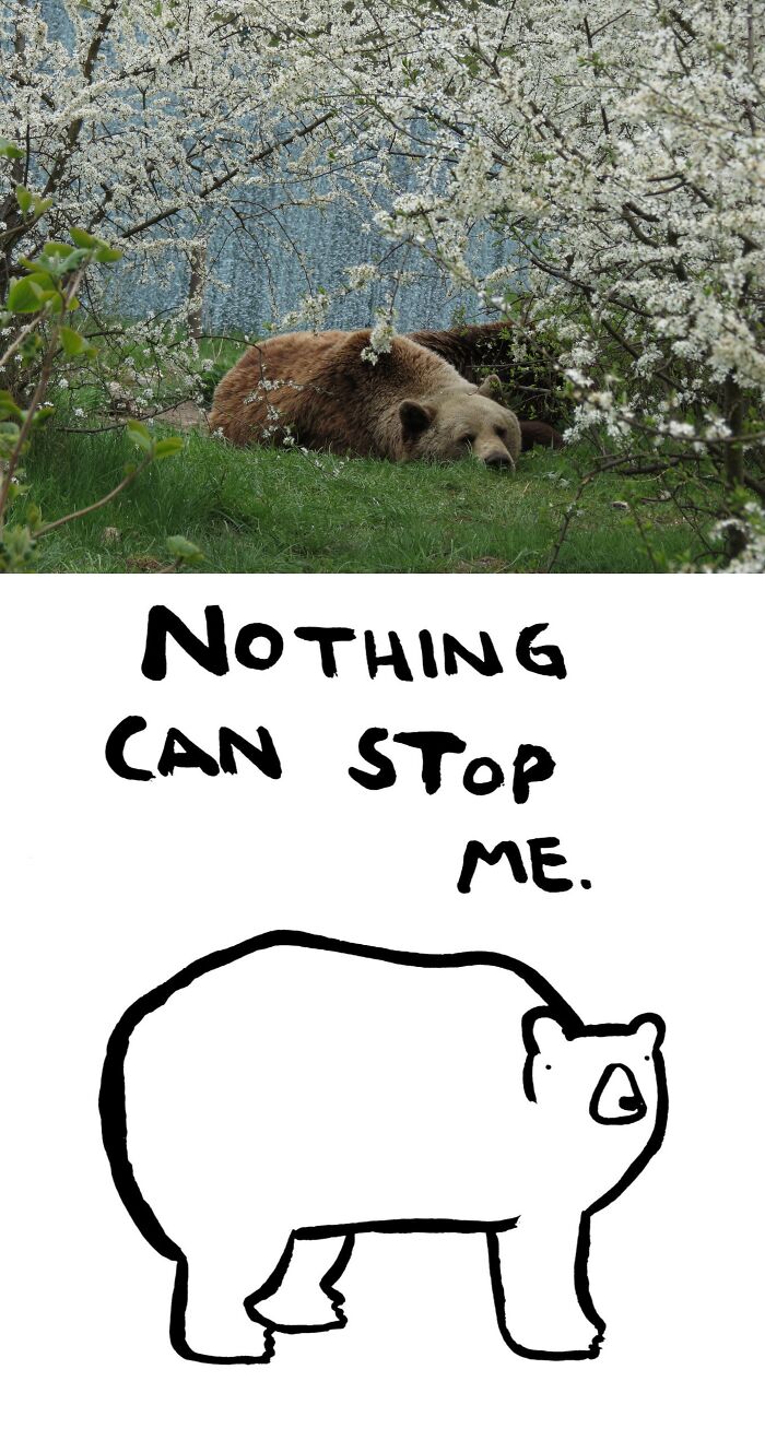 This Collaborative Project Turns Bear Hibernation Into The Sweetest Competition You Might See Today (14 Pics)