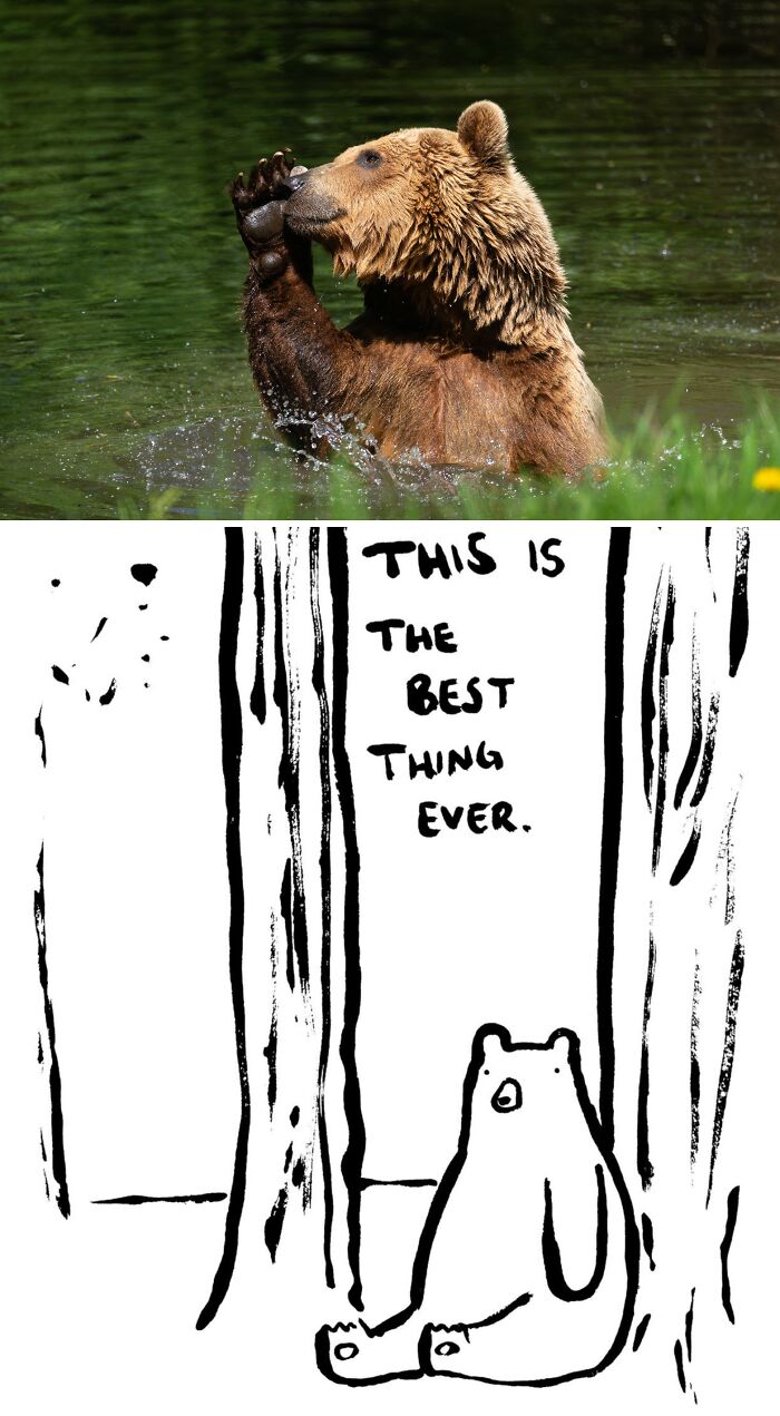 This Collaborative Project Turns Bear Hibernation Into The Sweetest Competition You Might See Today (14 Pics)