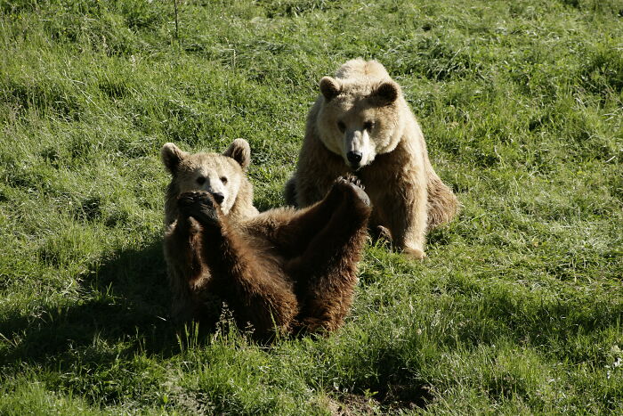 This Collaborative Project Turns Bear Hibernation Into The Sweetest Competition You Might See Today (14 Pics)