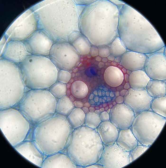 72 Unbelievable Microscope Images That Look Like They’re From Another Planet 72 Unbelievable Microscope Images That Look Like They’re From Another Planet