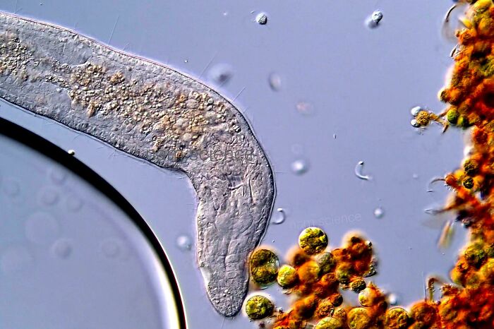 72 Unbelievable Microscope Images That Look Like They’re From Another Planet 72 Unbelievable Microscope Images That Look Like They’re From Another Planet