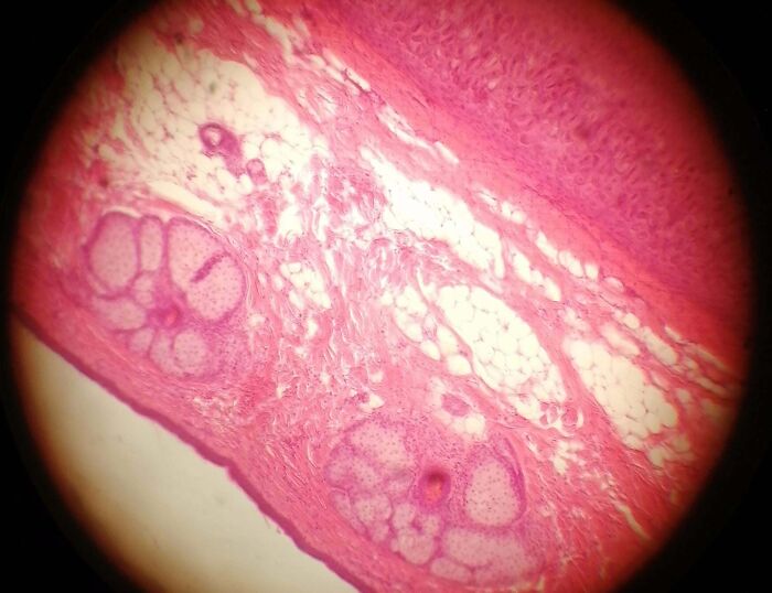 72 Unbelievable Microscope Images That Look Like They’re From Another Planet 72 Unbelievable Microscope Images That Look Like They’re From Another Planet