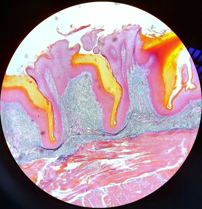 72 Unbelievable Microscope Images That Look Like They’re From Another Planet 72 Unbelievable Microscope Images That Look Like They’re From Another Planet