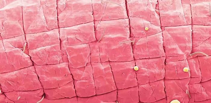 72 Unbelievable Microscope Images That Look Like They’re From Another Planet 72 Unbelievable Microscope Images That Look Like They’re From Another Planet