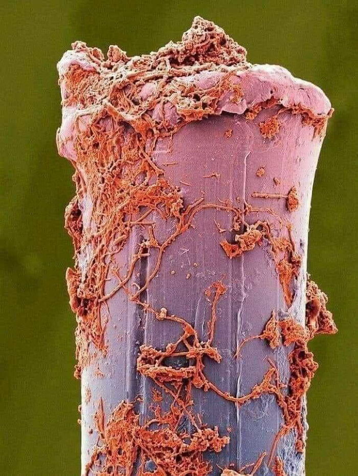 72 Unbelievable Microscope Images That Look Like They’re From Another Planet 72 Unbelievable Microscope Images That Look Like They’re From Another Planet