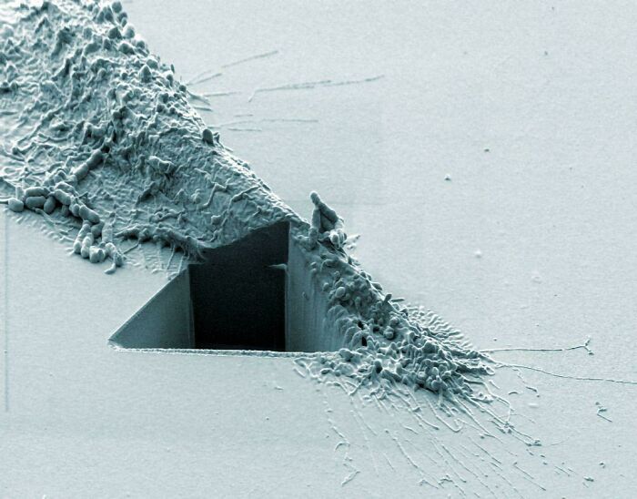 72 Unbelievable Microscope Images That Look Like They’re From Another Planet 72 Unbelievable Microscope Images That Look Like They’re From Another Planet