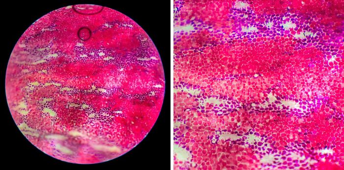 72 Unbelievable Microscope Images That Look Like They’re From Another Planet 72 Unbelievable Microscope Images That Look Like They’re From Another Planet