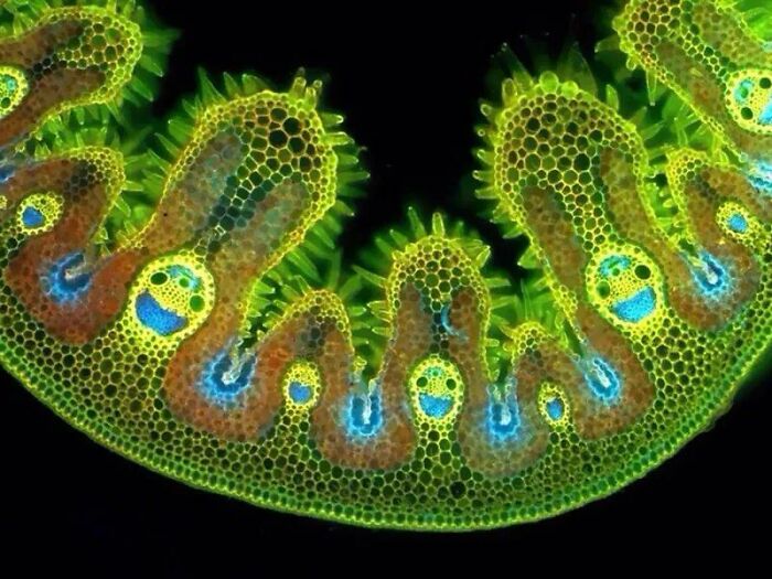 72 Unbelievable Microscope Images That Look Like They’re From Another Planet 72 Unbelievable Microscope Images That Look Like They’re From Another Planet