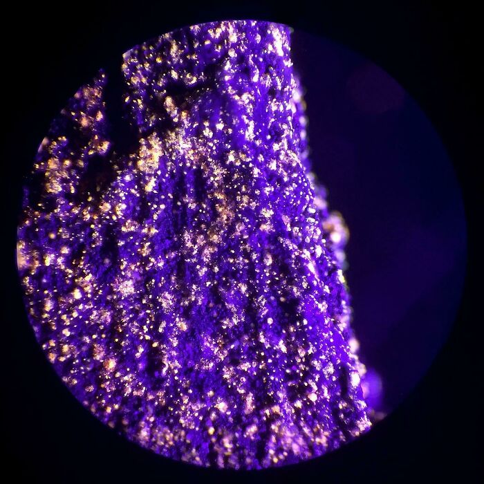 72 Unbelievable Microscope Images That Look Like They’re From Another Planet 72 Unbelievable Microscope Images That Look Like They’re From Another Planet