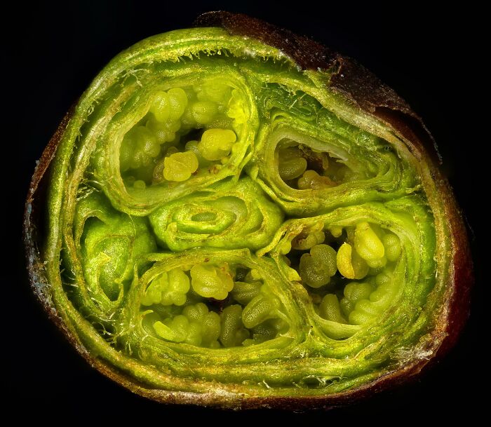 72 Unbelievable Microscope Images That Look Like They’re From Another Planet 72 Unbelievable Microscope Images That Look Like They’re From Another Planet