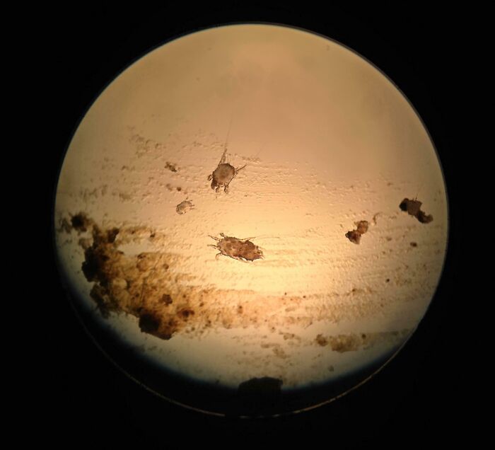 72 Unbelievable Microscope Images That Look Like They’re From Another Planet 72 Unbelievable Microscope Images That Look Like They’re From Another Planet