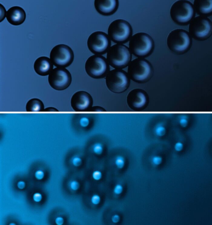 72 Unbelievable Microscope Images That Look Like They’re From Another Planet 72 Unbelievable Microscope Images That Look Like They’re From Another Planet