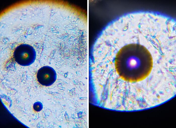 72 Unbelievable Microscope Images That Look Like They’re From Another Planet 72 Unbelievable Microscope Images That Look Like They’re From Another Planet