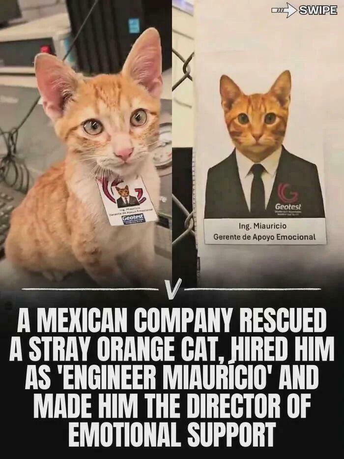 Capitalism Has Gone So Far, Even Cats Have Jobs These Days (83 Funny Pics) Capitalism Has Gone So Far, Even Cats Have Jobs These Days (83 Funny Pics)