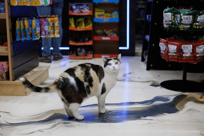 Capitalism Has Gone So Far, Even Cats Have Jobs These Days (83 Funny Pics) Capitalism Has Gone So Far, Even Cats Have Jobs These Days (83 Funny Pics)