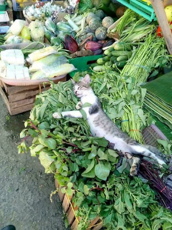 Capitalism Has Gone So Far, Even Cats Have Jobs These Days (83 Funny Pics) Capitalism Has Gone So Far, Even Cats Have Jobs These Days (83 Funny Pics)