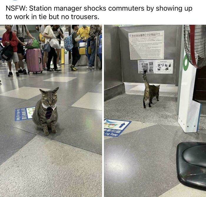 Capitalism Has Gone So Far, Even Cats Have Jobs These Days (83 Funny Pics) Capitalism Has Gone So Far, Even Cats Have Jobs These Days (83 Funny Pics)