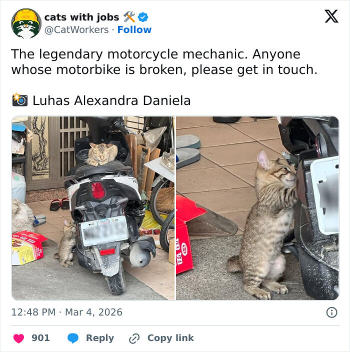 Capitalism Has Gone So Far, Even Cats Have Jobs These Days (83 Funny Pics) Capitalism Has Gone So Far, Even Cats Have Jobs These Days (83 Funny Pics)