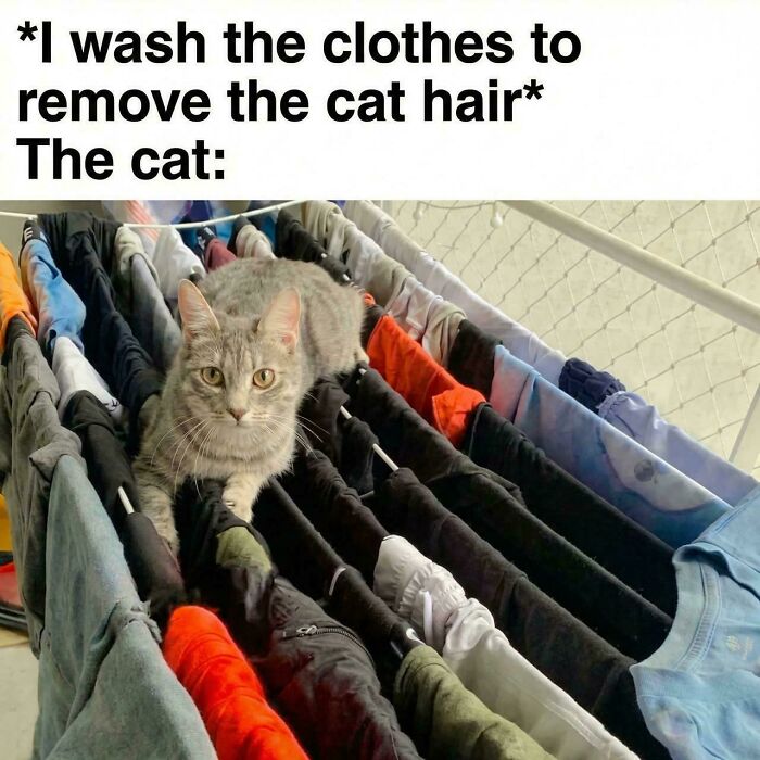 Capitalism Has Gone So Far, Even Cats Have Jobs These Days (83 Funny Pics) Capitalism Has Gone So Far, Even Cats Have Jobs These Days (83 Funny Pics)