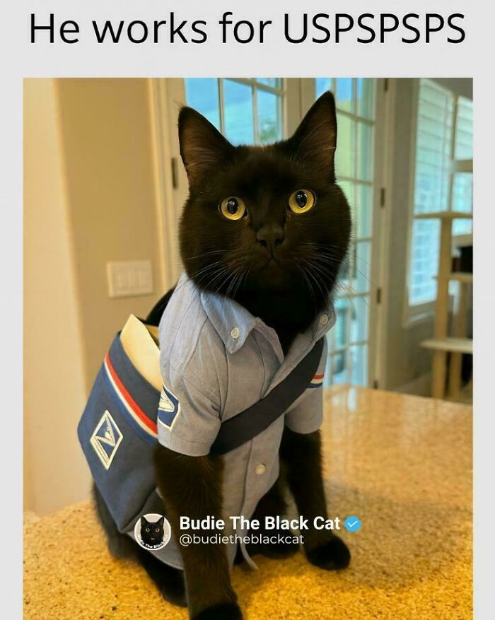 Capitalism Has Gone So Far, Even Cats Have Jobs These Days (83 Funny Pics) Capitalism Has Gone So Far, Even Cats Have Jobs These Days (83 Funny Pics)