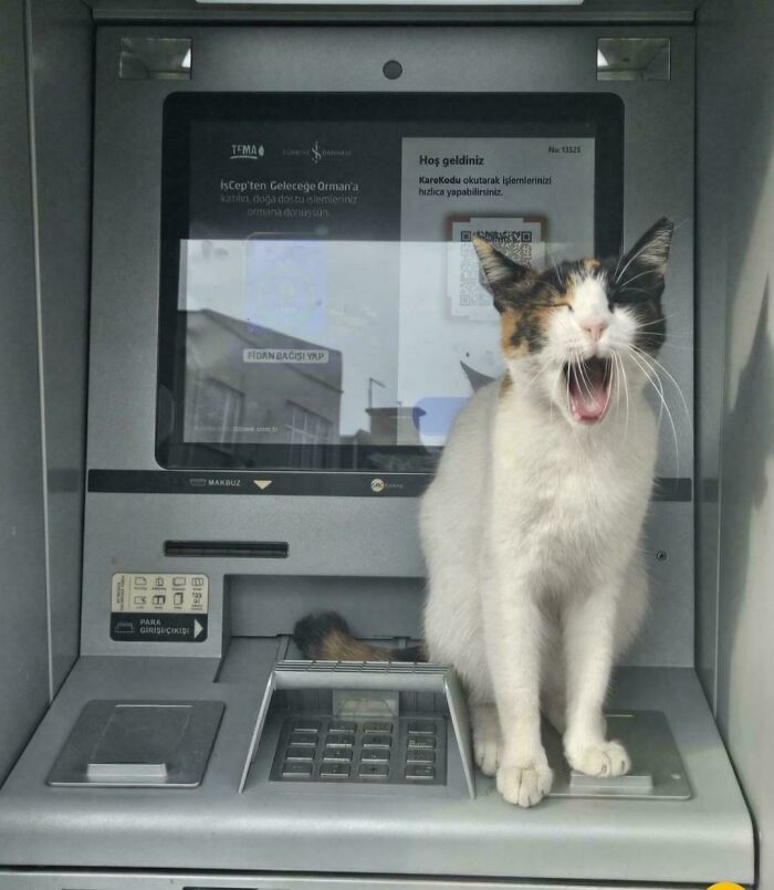 Capitalism Has Gone So Far, Even Cats Have Jobs These Days (83 Funny Pics) Capitalism Has Gone So Far, Even Cats Have Jobs These Days (83 Funny Pics)