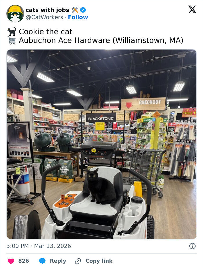 Capitalism Has Gone So Far, Even Cats Have Jobs These Days (83 Funny Pics) Capitalism Has Gone So Far, Even Cats Have Jobs These Days (83 Funny Pics)