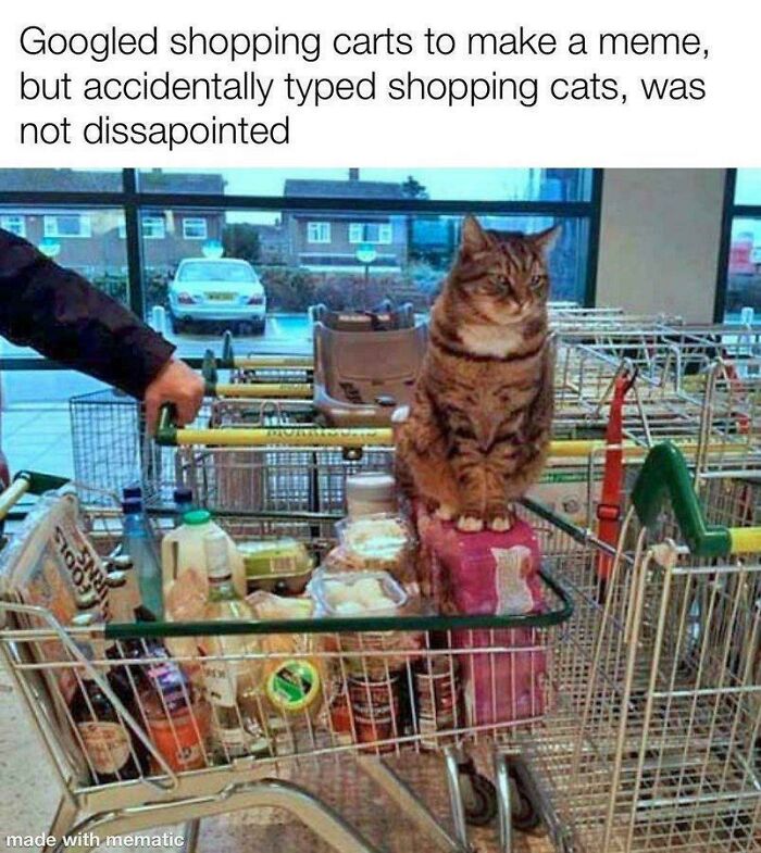 Capitalism Has Gone So Far, Even Cats Have Jobs These Days (83 Funny Pics) Capitalism Has Gone So Far, Even Cats Have Jobs These Days (83 Funny Pics)