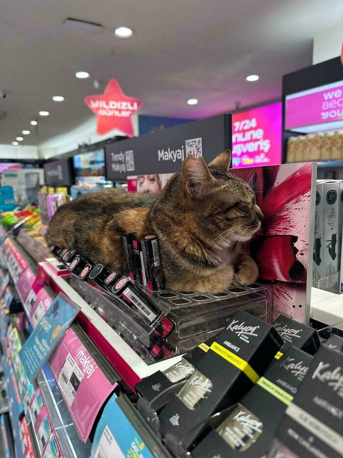 Capitalism Has Gone So Far, Even Cats Have Jobs These Days (83 Funny Pics) Capitalism Has Gone So Far, Even Cats Have Jobs These Days (83 Funny Pics)