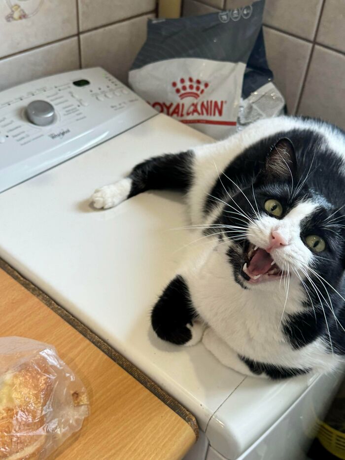 Capitalism Has Gone So Far, Even Cats Have Jobs These Days (83 Funny Pics) Capitalism Has Gone So Far, Even Cats Have Jobs These Days (83 Funny Pics)