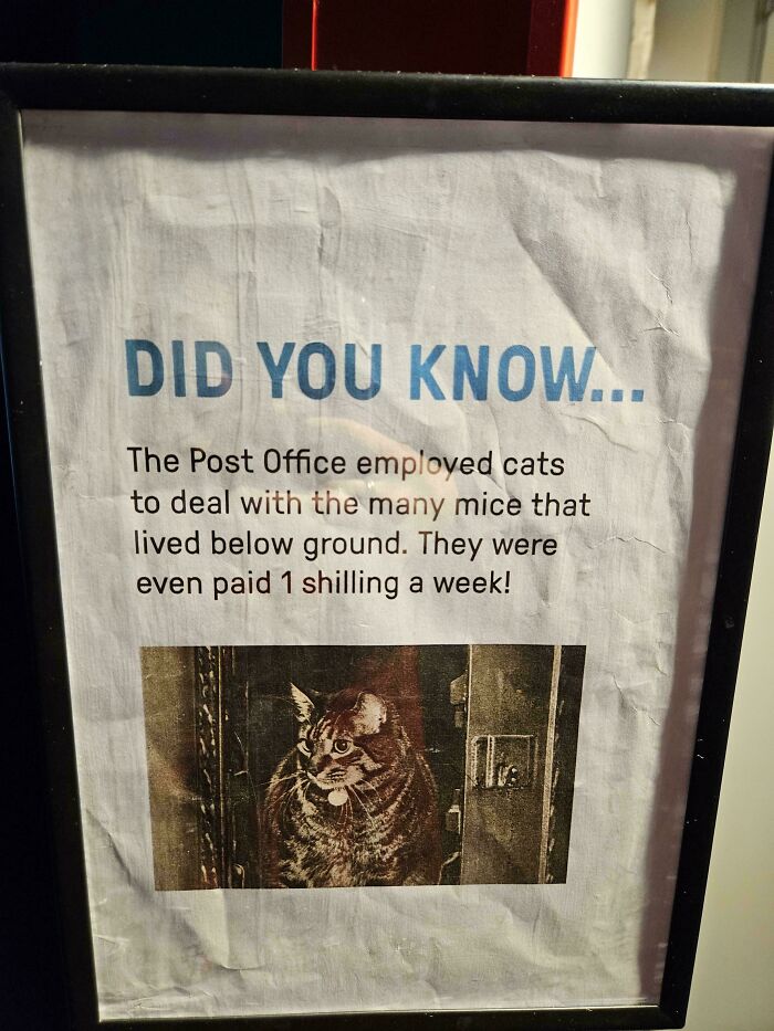 Capitalism Has Gone So Far, Even Cats Have Jobs These Days (83 Funny Pics) Capitalism Has Gone So Far, Even Cats Have Jobs These Days (83 Funny Pics)