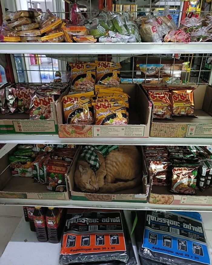 Capitalism Has Gone So Far, Even Cats Have Jobs These Days (83 Funny Pics) Capitalism Has Gone So Far, Even Cats Have Jobs These Days (83 Funny Pics)