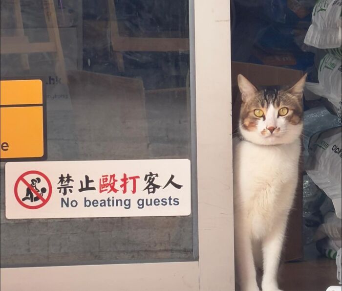 Capitalism Has Gone So Far, Even Cats Have Jobs These Days (83 Funny Pics) Capitalism Has Gone So Far, Even Cats Have Jobs These Days (83 Funny Pics)