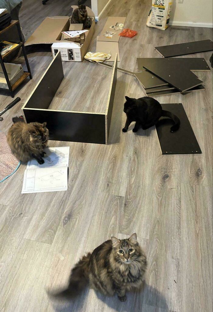 Capitalism Has Gone So Far, Even Cats Have Jobs These Days (83 Funny Pics) Capitalism Has Gone So Far, Even Cats Have Jobs These Days (83 Funny Pics)