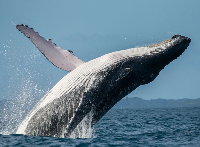 69 Fascinating And Unsettling Facts That Might Make People Wonder Why In The World Anyone  Would Know Them