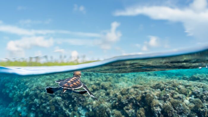 The Nature Photography Contest: 112 Stunning, Winning Photos From 2025